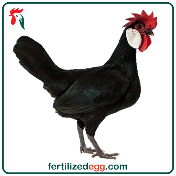 تخم نطفه دار مرغ رزکامپ